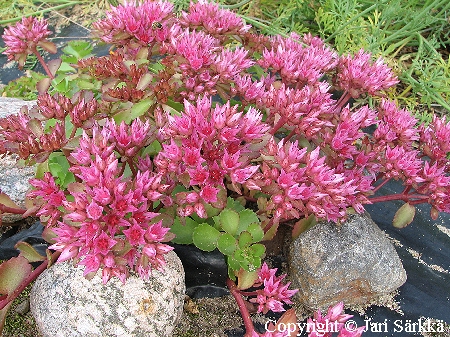 Sedum spurium 'Roseum', kaukasianmaksaruoho